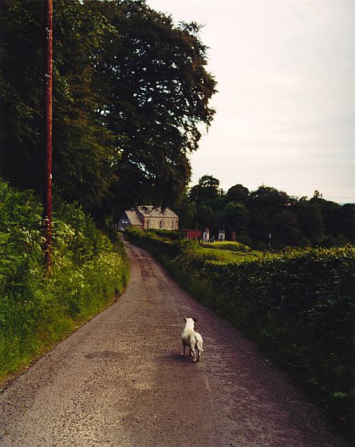willies-dog-pup-in-glen